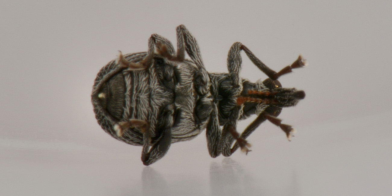 Apionidae?  S, Oxystoma craccae